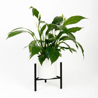 Suport ghiveci flori Dijon L, negru, metal, 27x25 cm